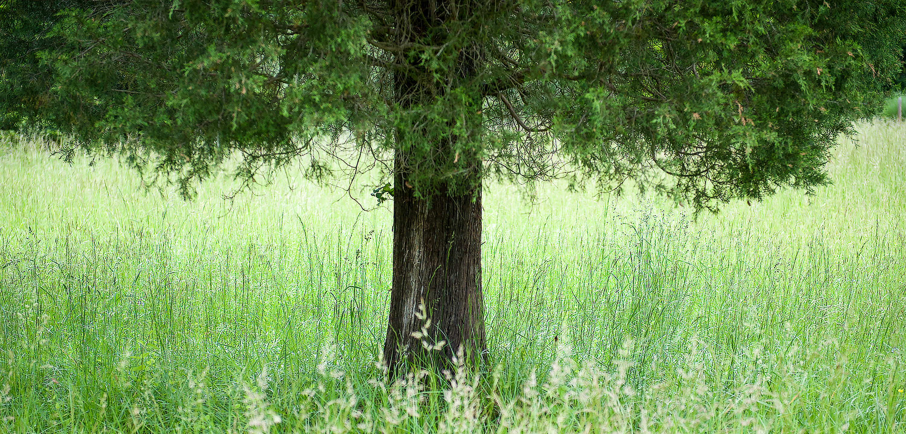 Tree and grass, Hillsborough, North Carolina (2011)