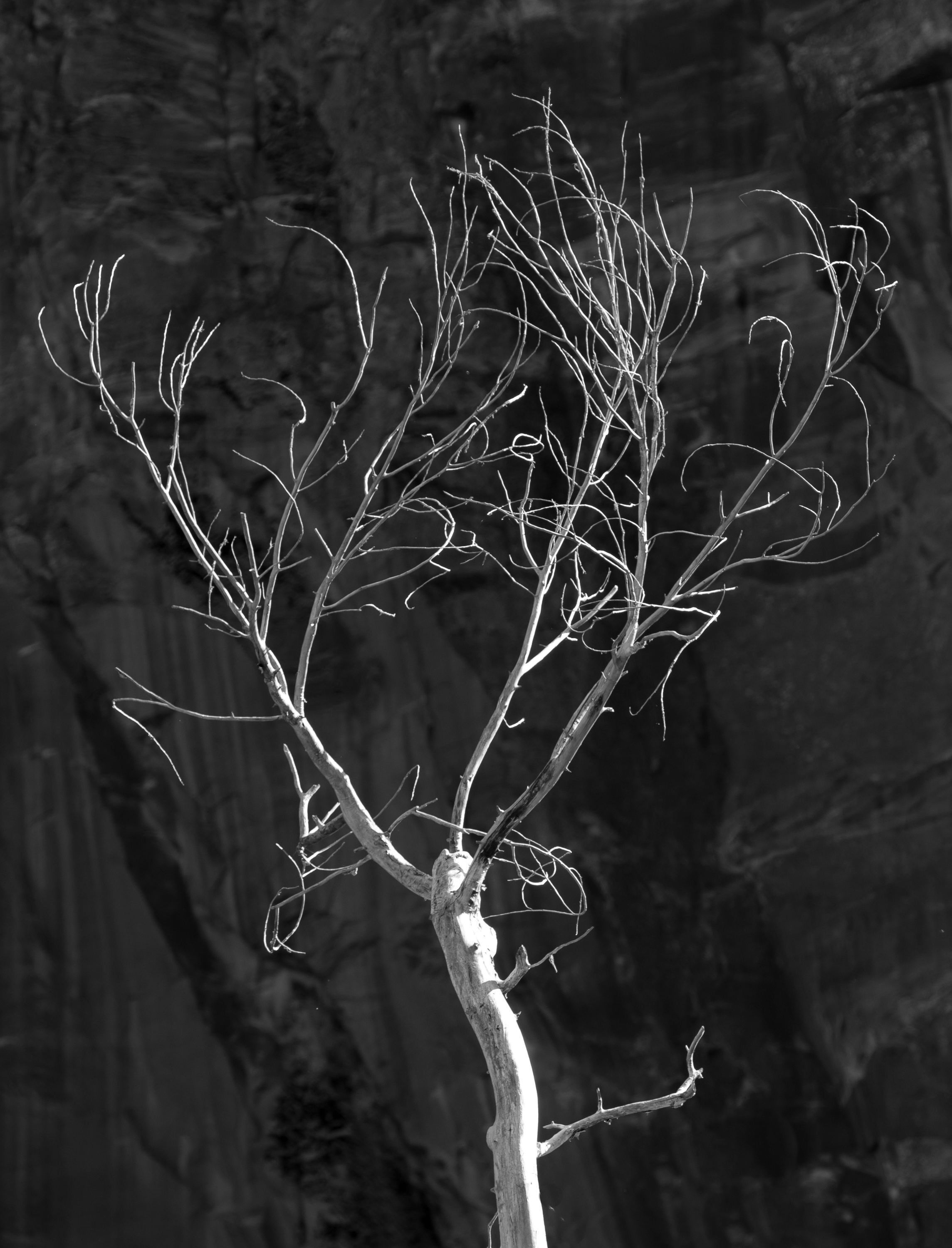 Dead tree, Zion Canyon, Utah (2013)