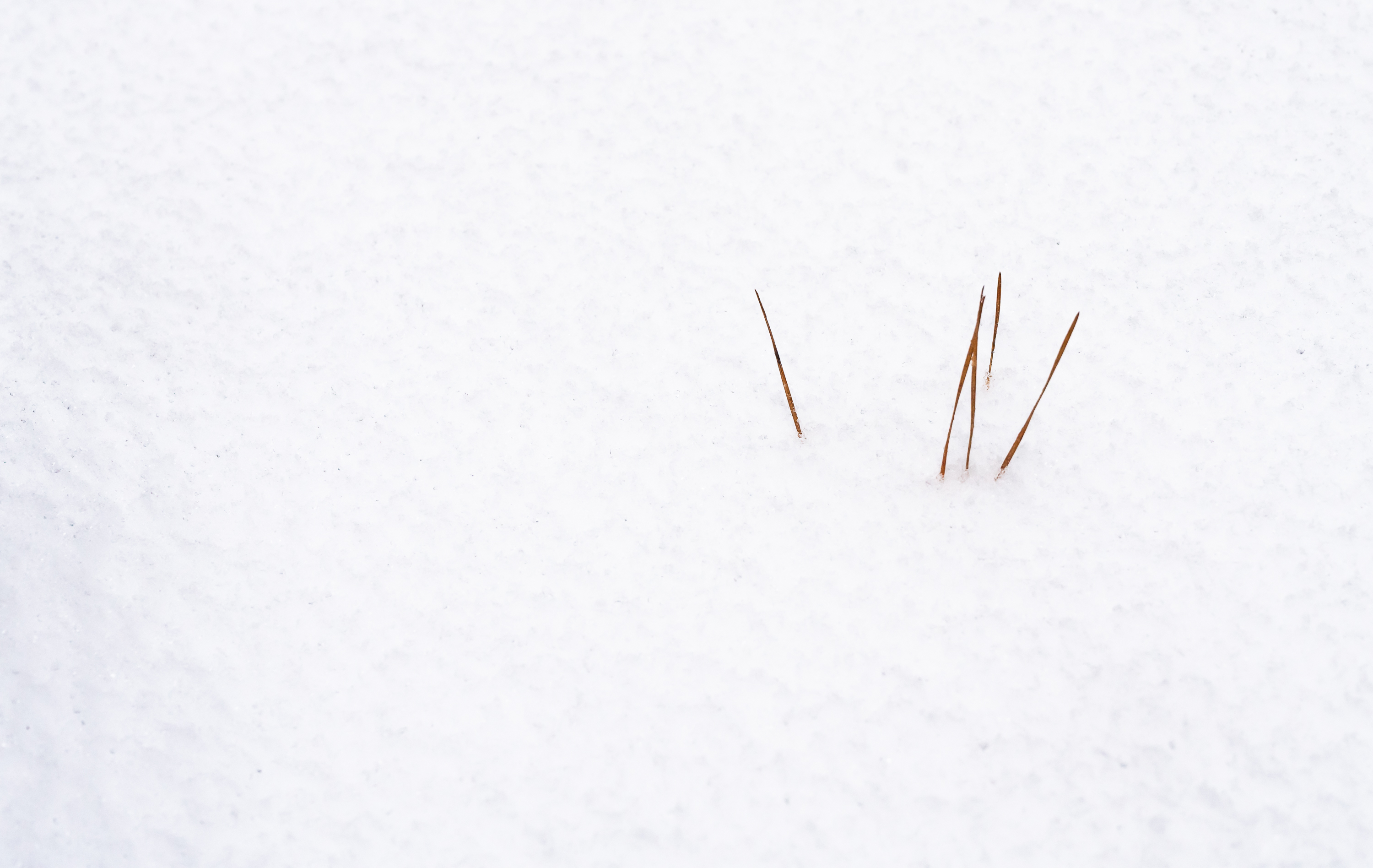 Dried grasses in snow, Chapel Hill, North Carolina (2018)