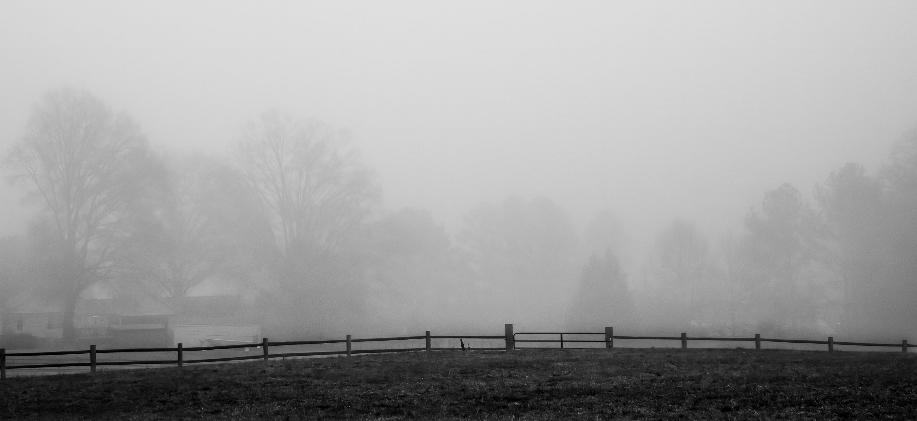 Early morning fog, Chapel Hill, North Carolina (2020)