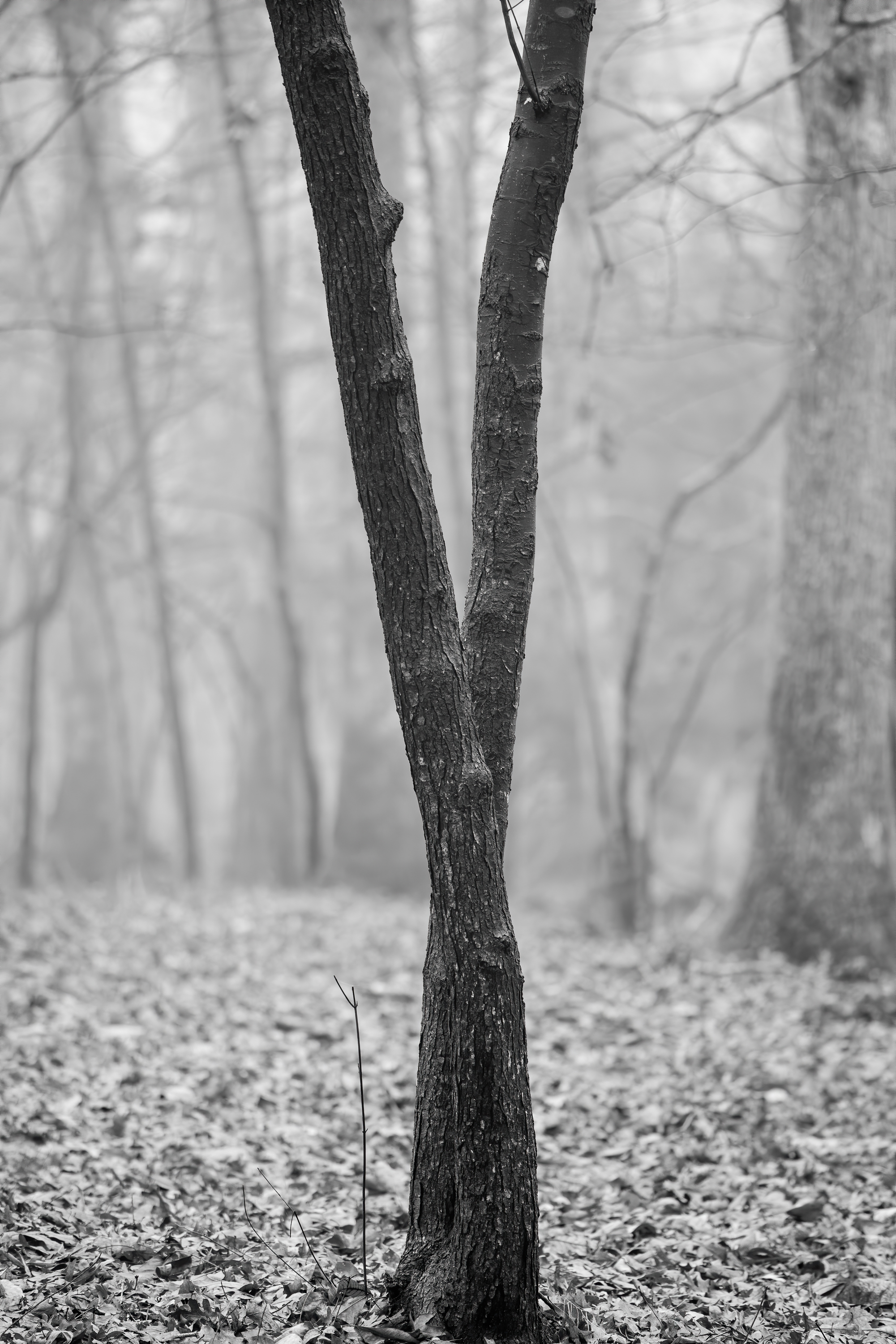 Tree with dark bark, Chapel Hill, North Carolina (2018)
