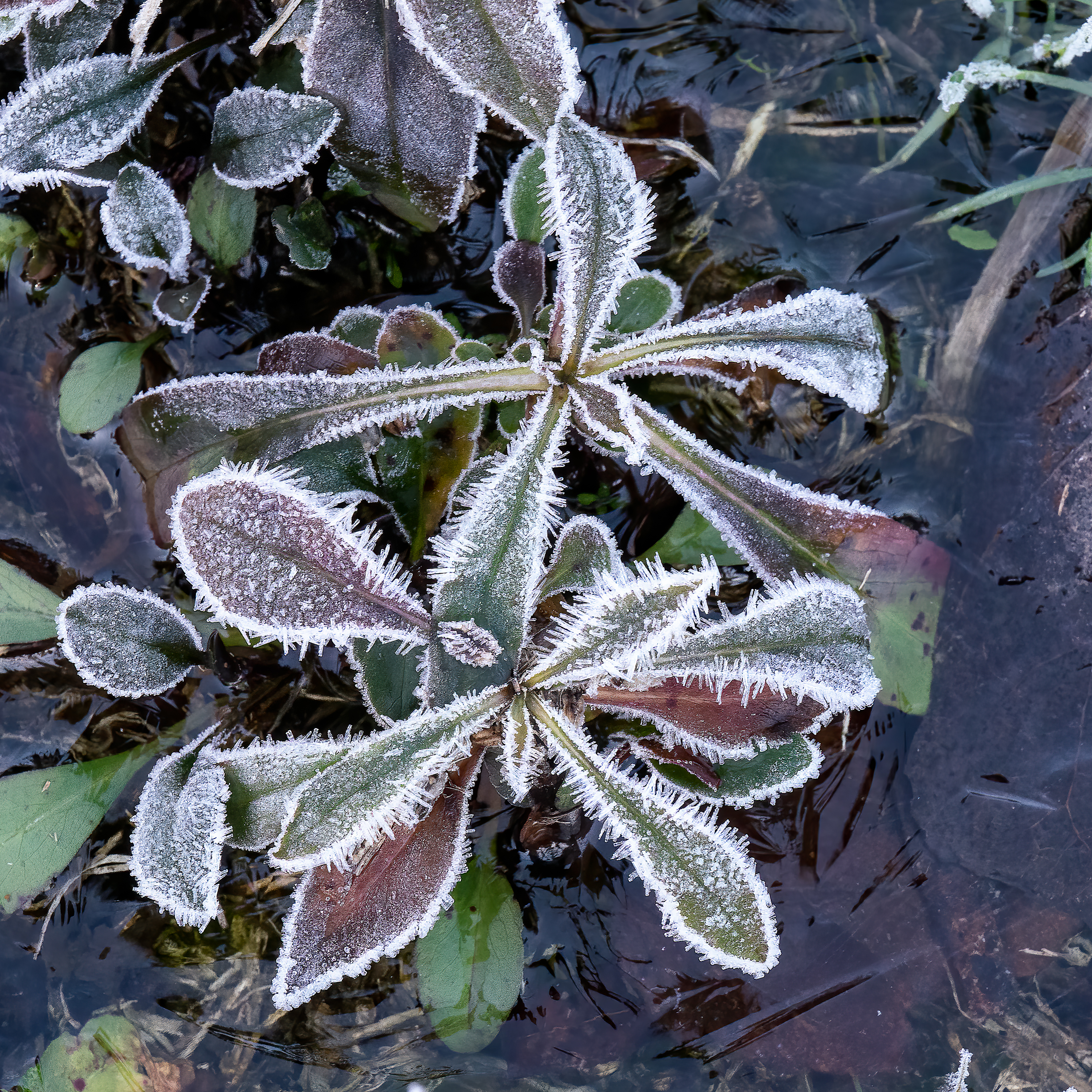 Hoar frost at Sandy Creek Park, Durham, North Carolina (2020)