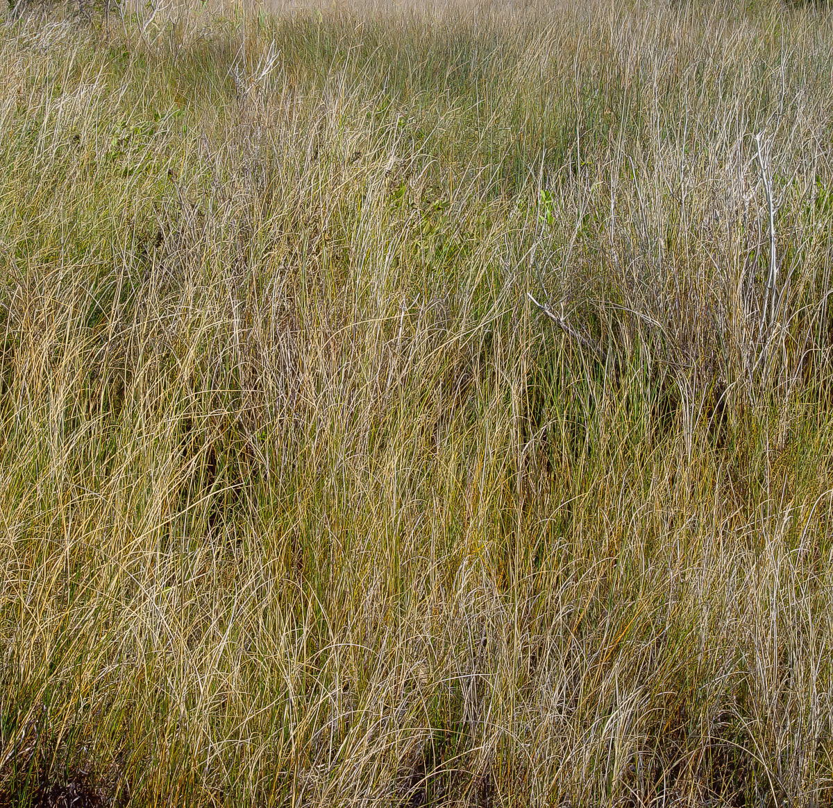 Grasses, Outer Banks, North Carolina