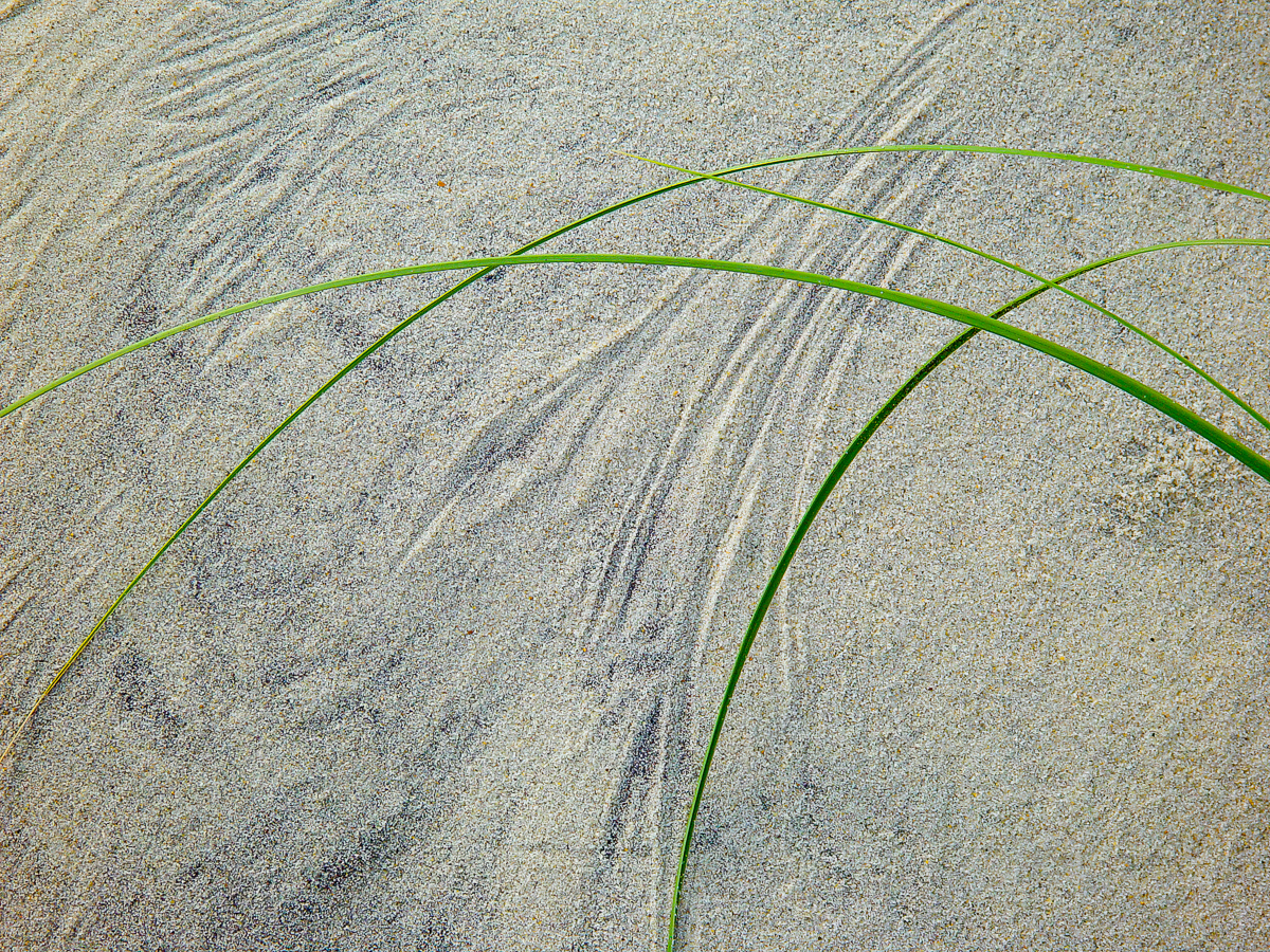 Sea grasses and sand, Outer Banks, North Carolina