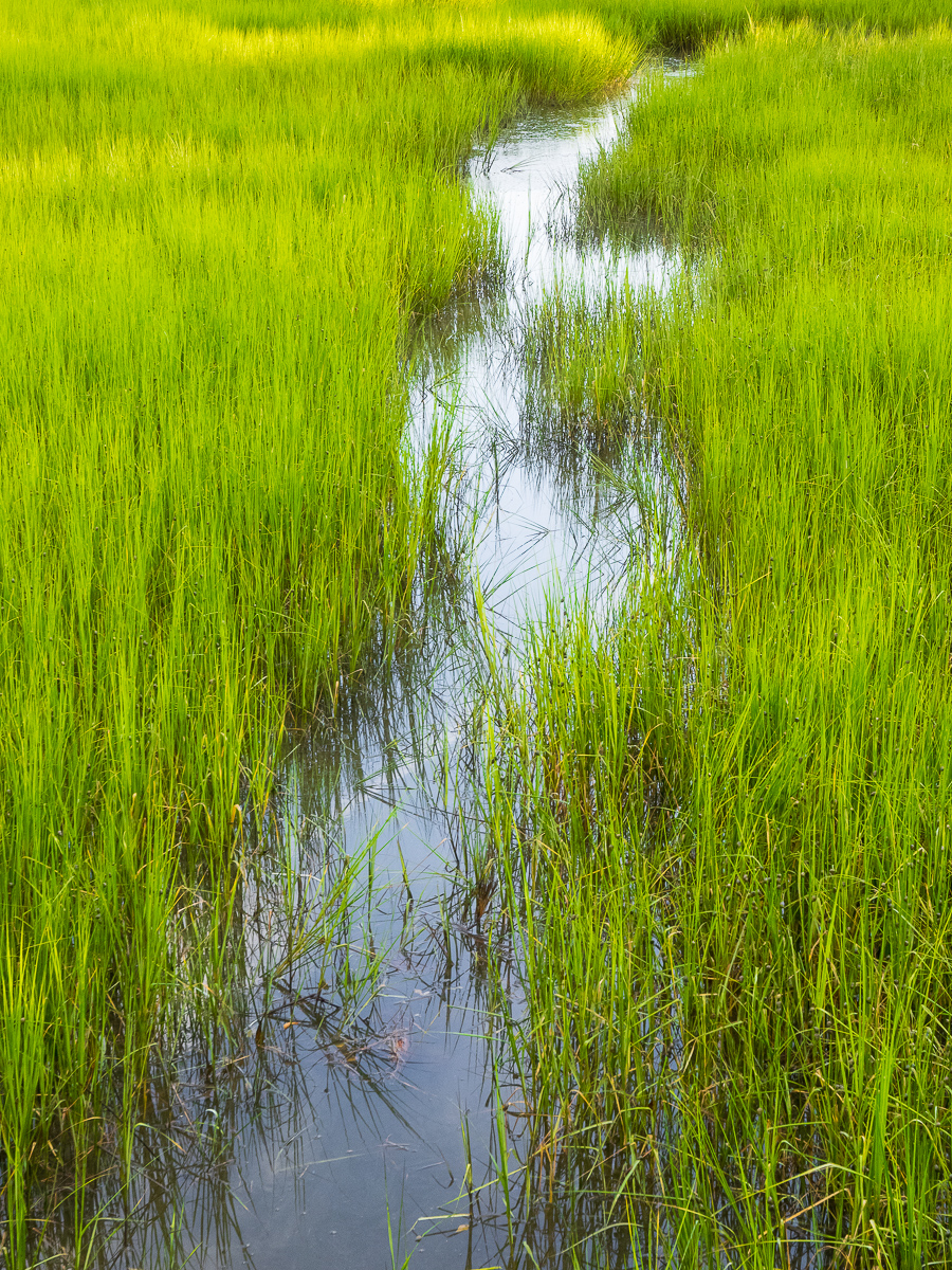 Salt marsh, Morehead City, North Carolina