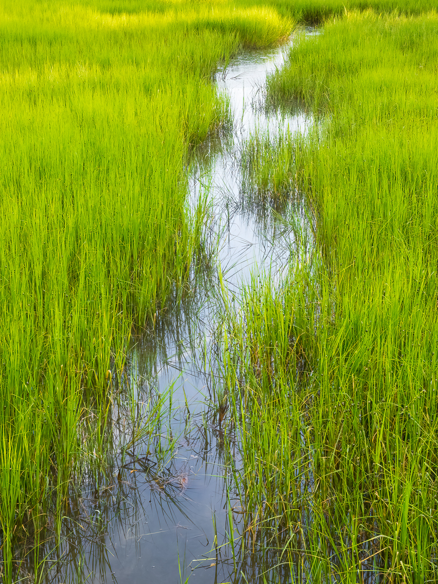 Salt marsh, Morehead City, North Carolina