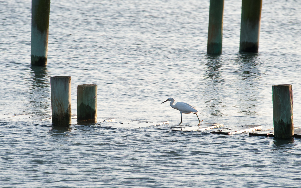 Immature snowy egret, Radio Island, North Carolina