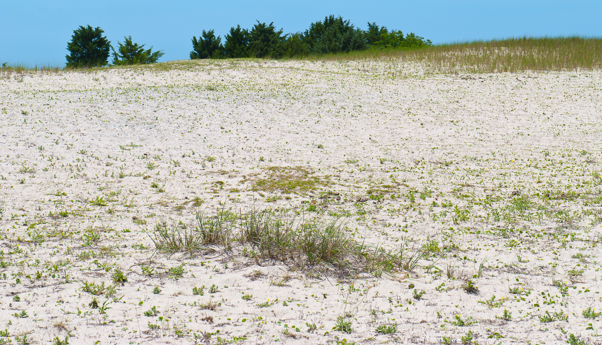 Carrot Island, Beaufort, North Carolina