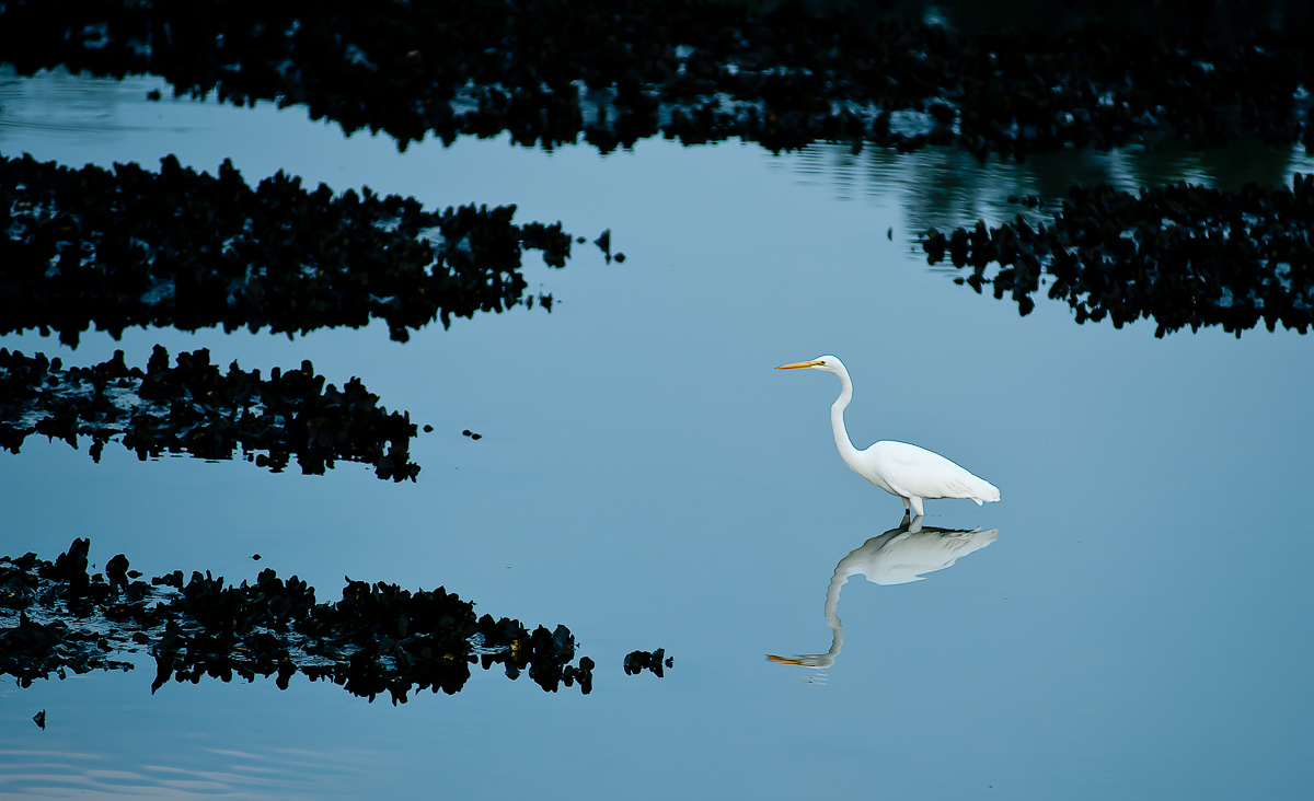 Egret on oyster beds