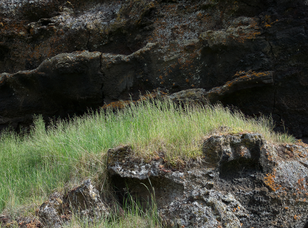 Grasses and volcanic rocks, Myvatn