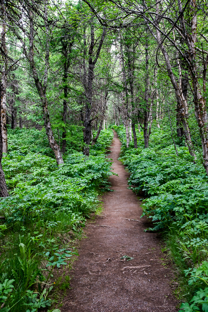 Forest trail, Myvatn
