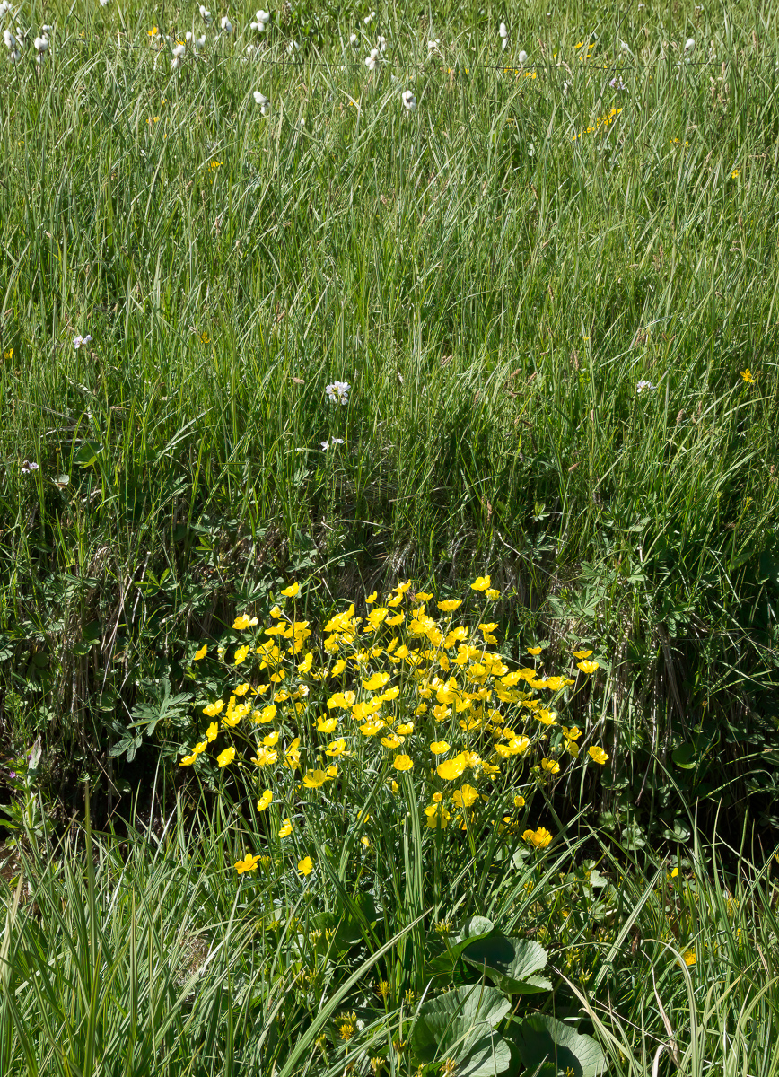 Marsh marigolds, near Dalvik