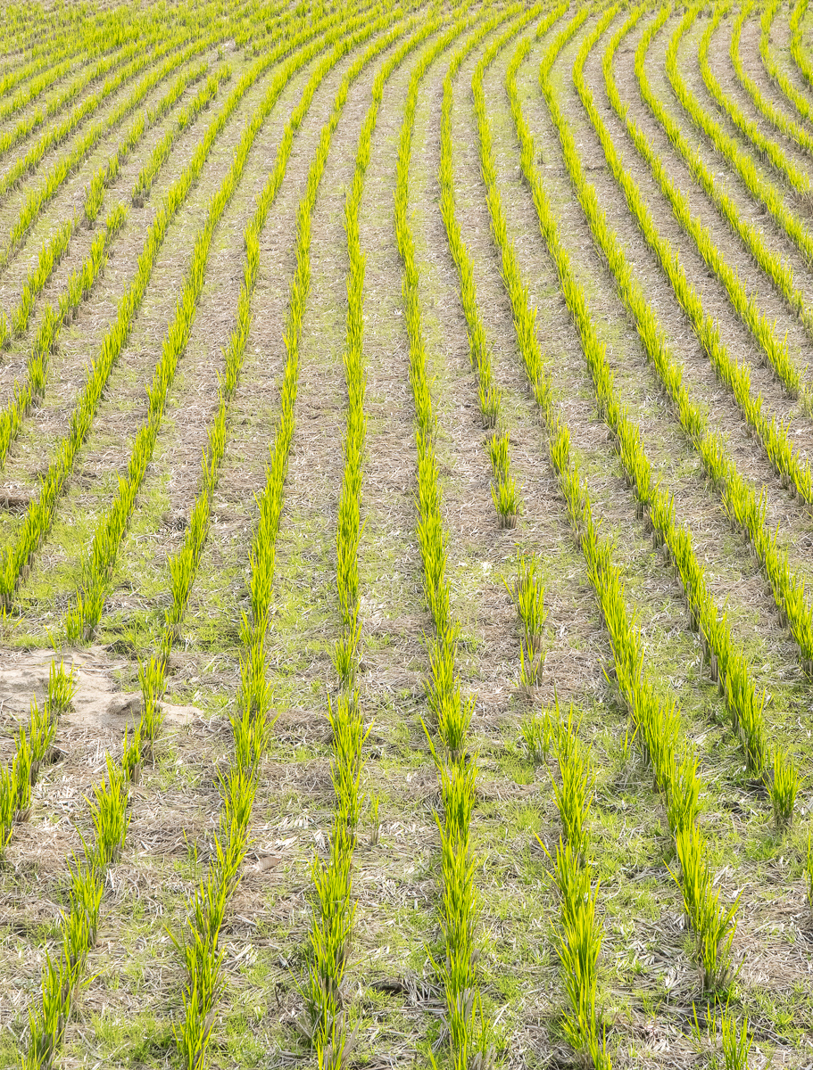 Recently harvested rice field, Okayama