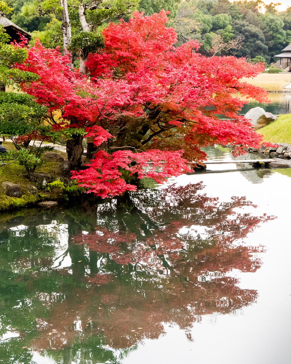 Maple, Korakuen Garden, Okayama