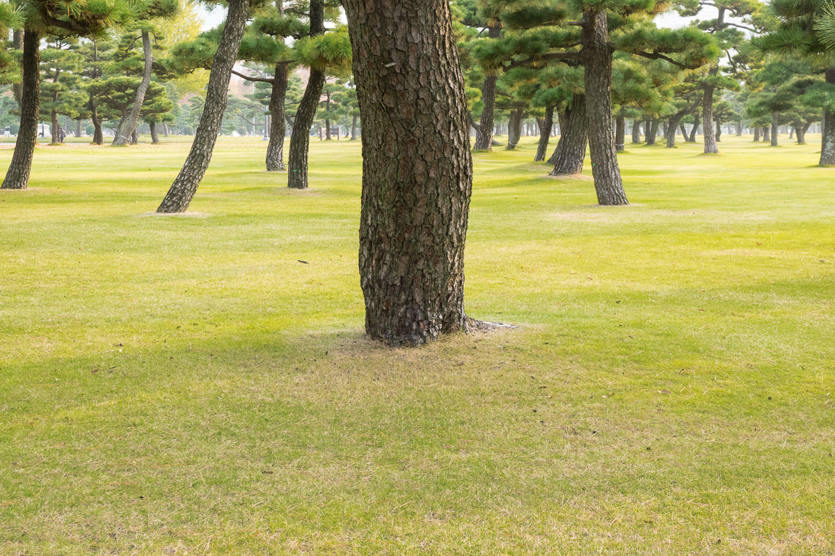 Grounds of Imperial Palace, Tokyo