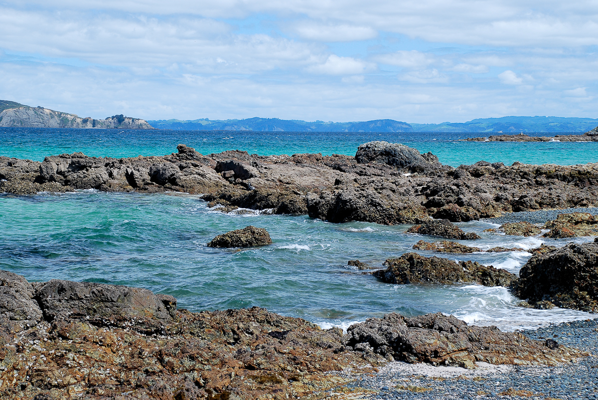 Shore of Tiritiri Matangi island, New Zealand