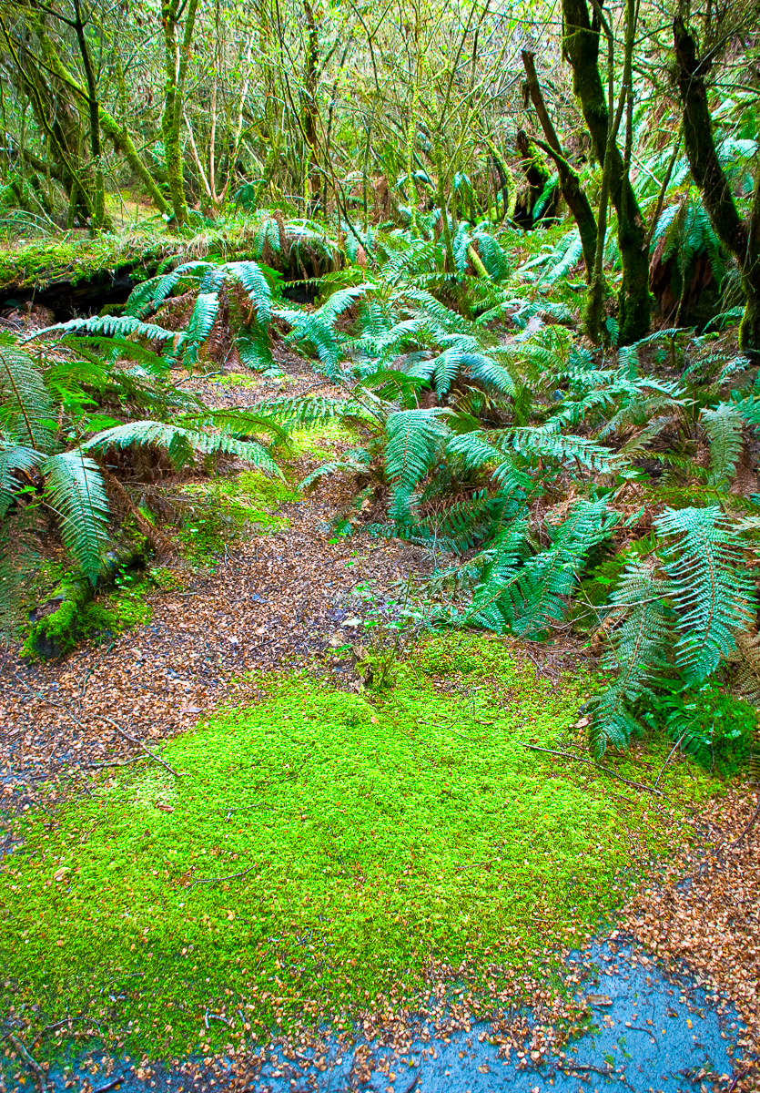 Forest floor with ferns, South Island, New Zealand