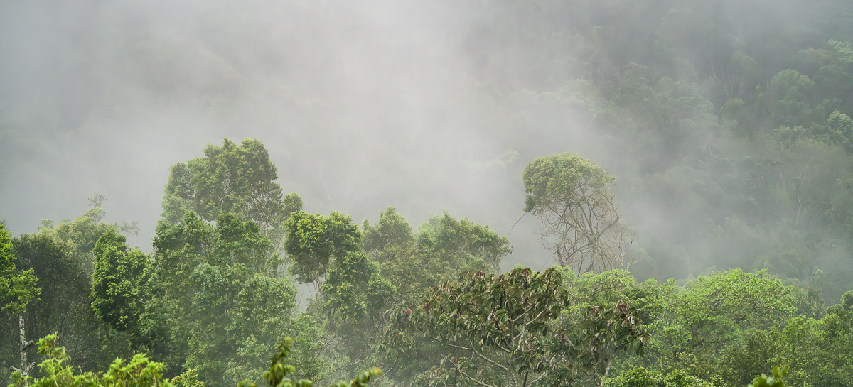 Jungle mists, Nicaragua