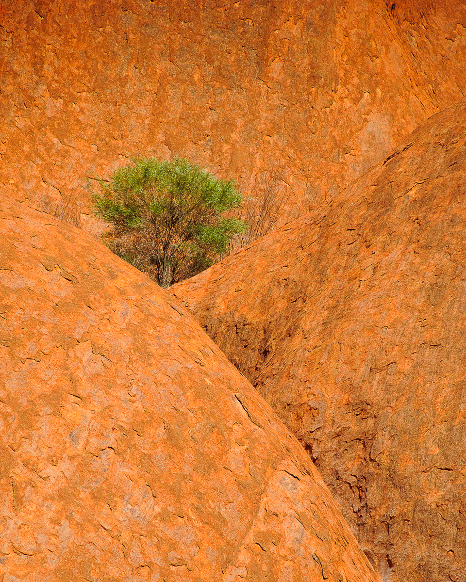 Tree and rocks, Uluru, Australia