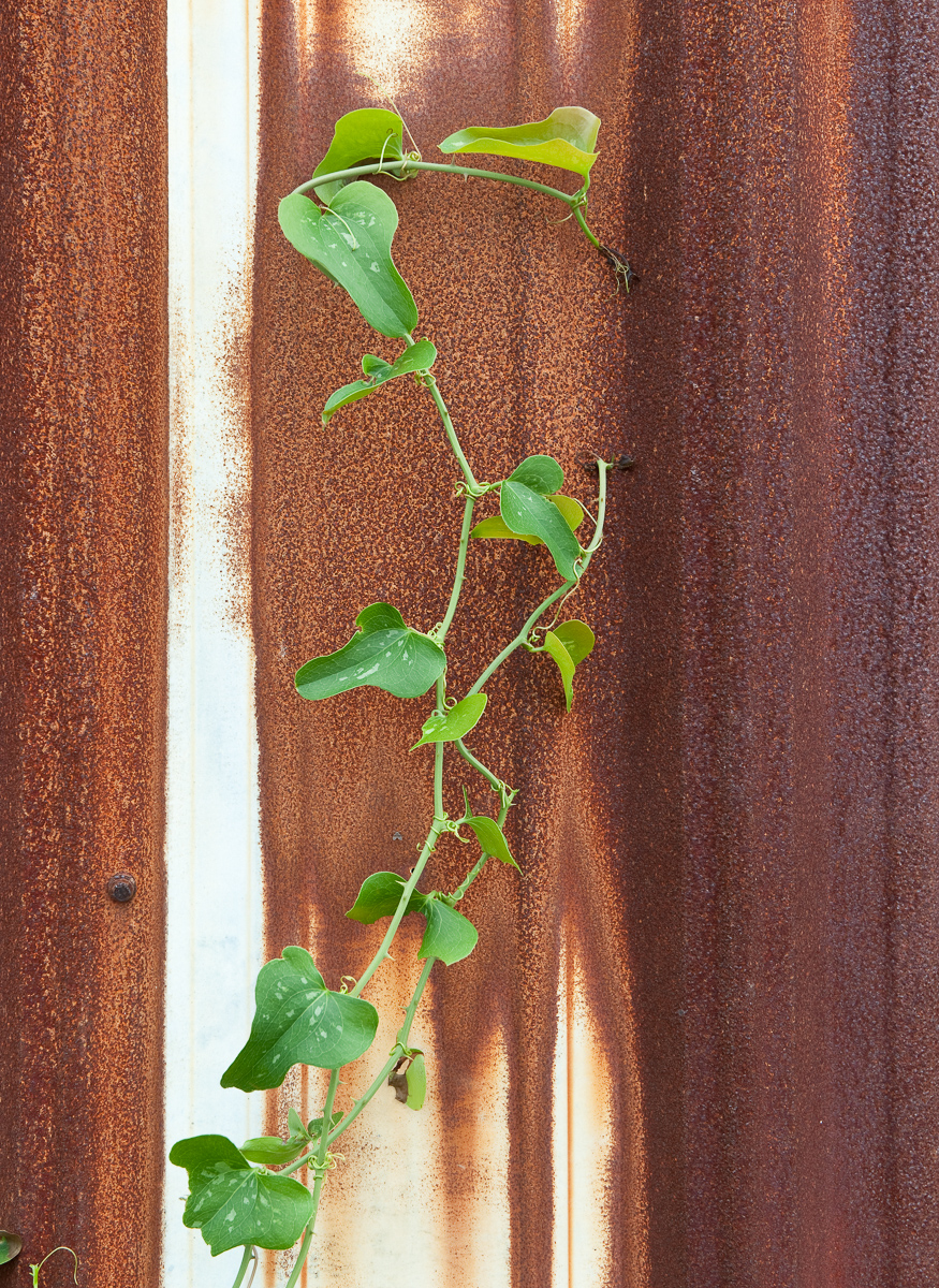 Vine on abandoned building