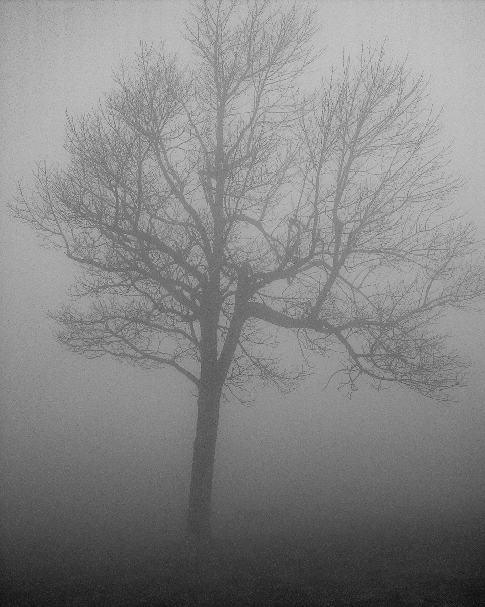 Tree in fog, Blue Ridge Mountains