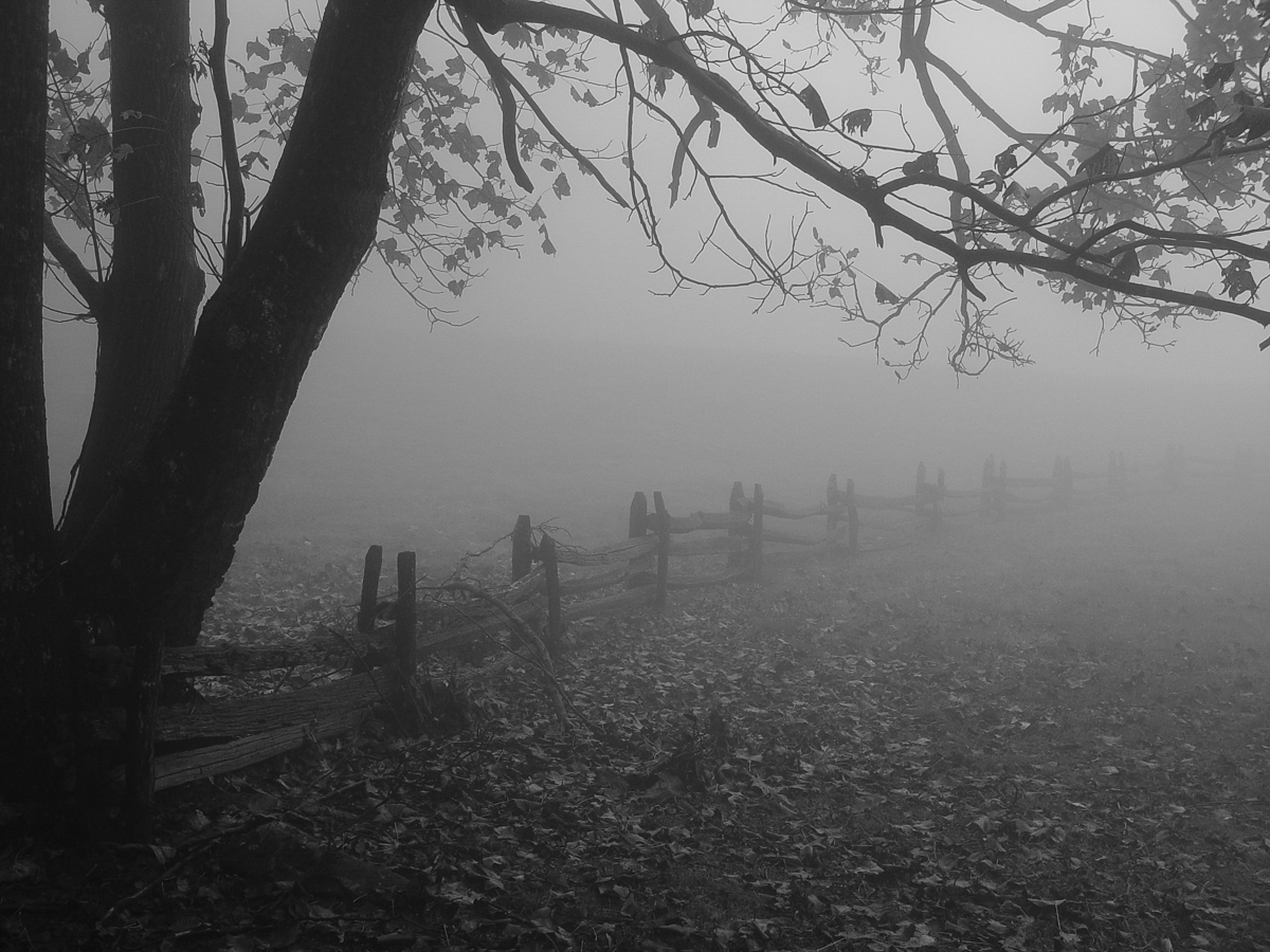 Tree and fence in fog, Blue Ridge Mountains