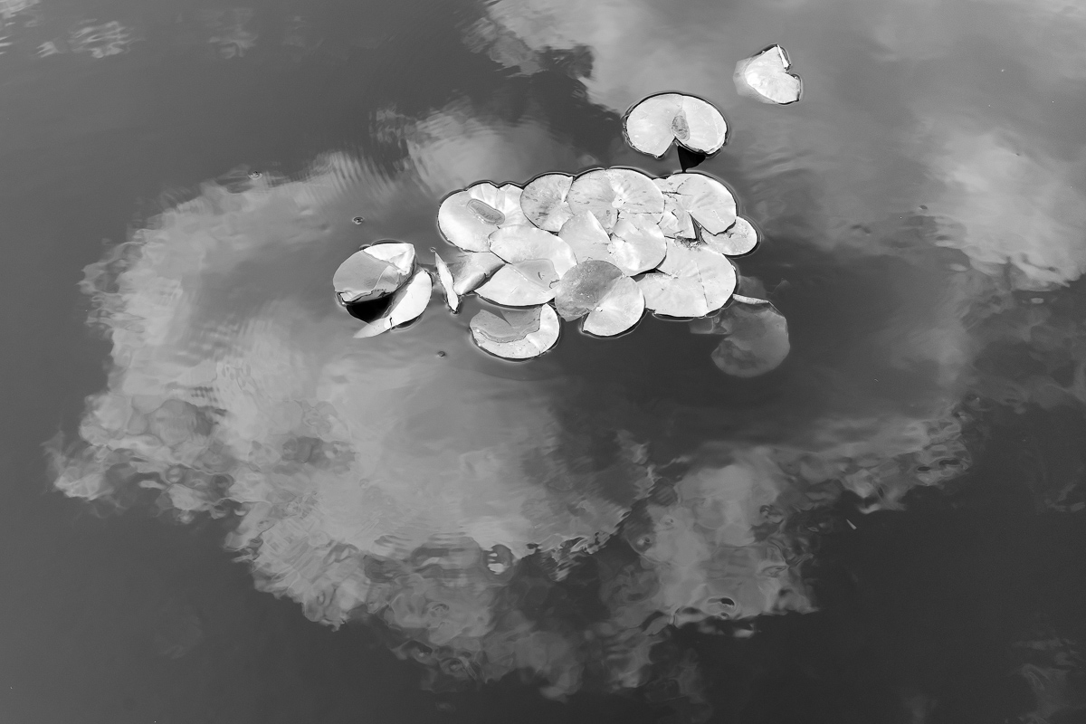 Lily pads and reflected clouds