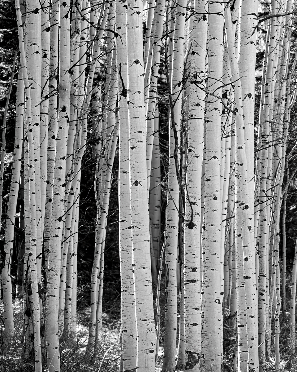 Aspens, La Sal Mountains, Utah