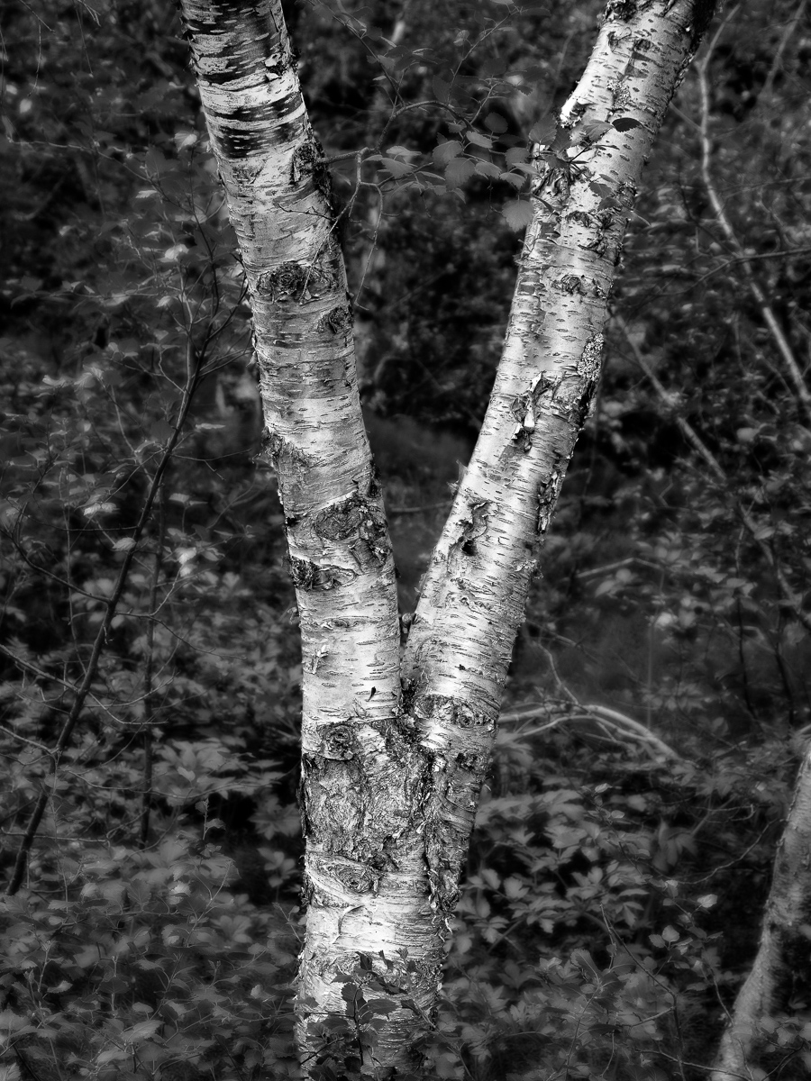 Silver birch, Iceland
