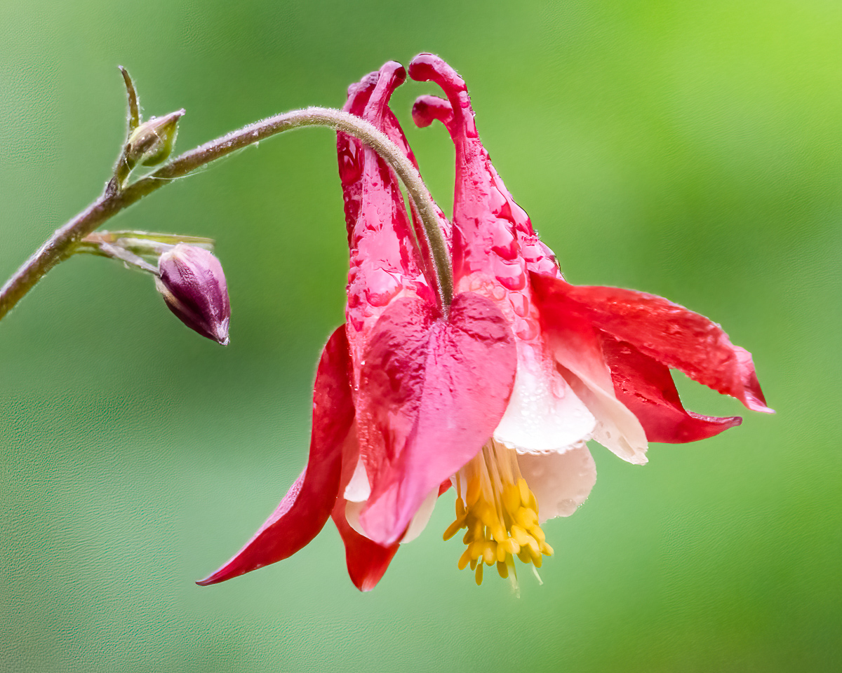 Columbine