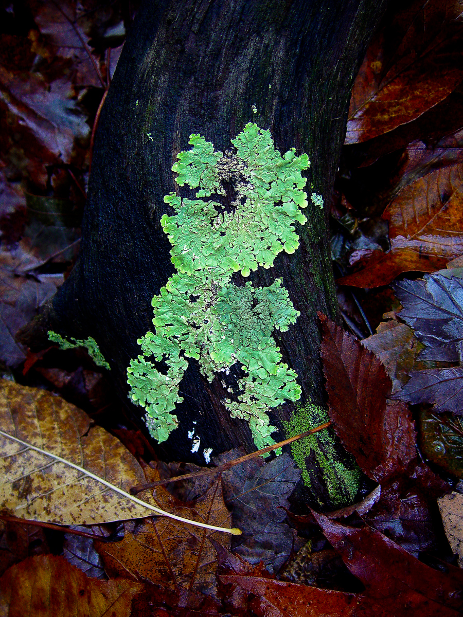Lichen on tree trunk, Virginia