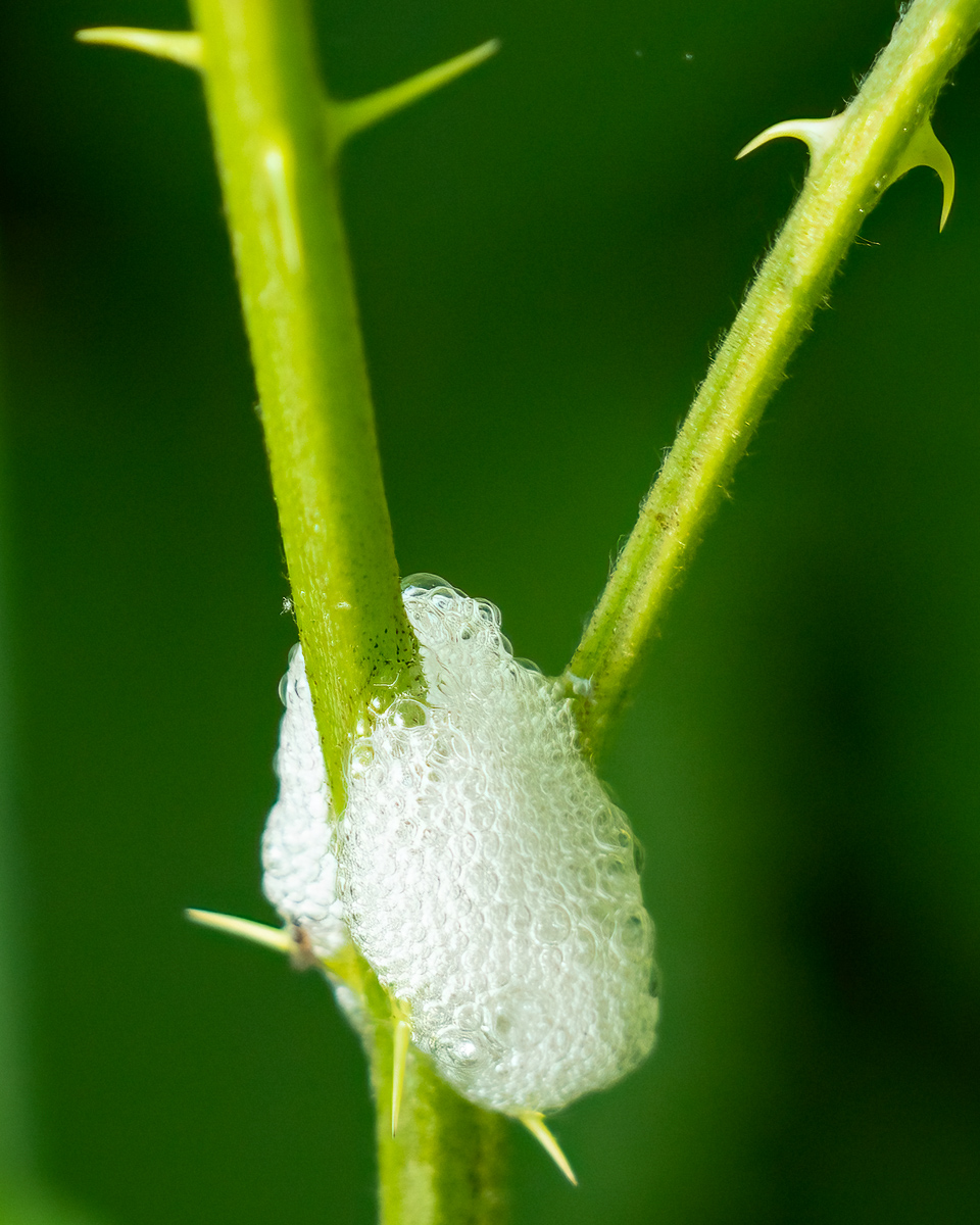 Nest of a spittlebug