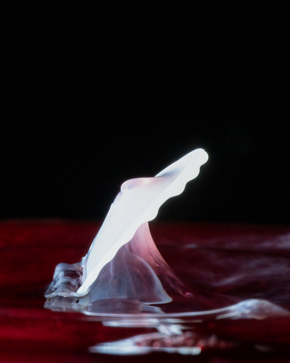 Milk droplet collision