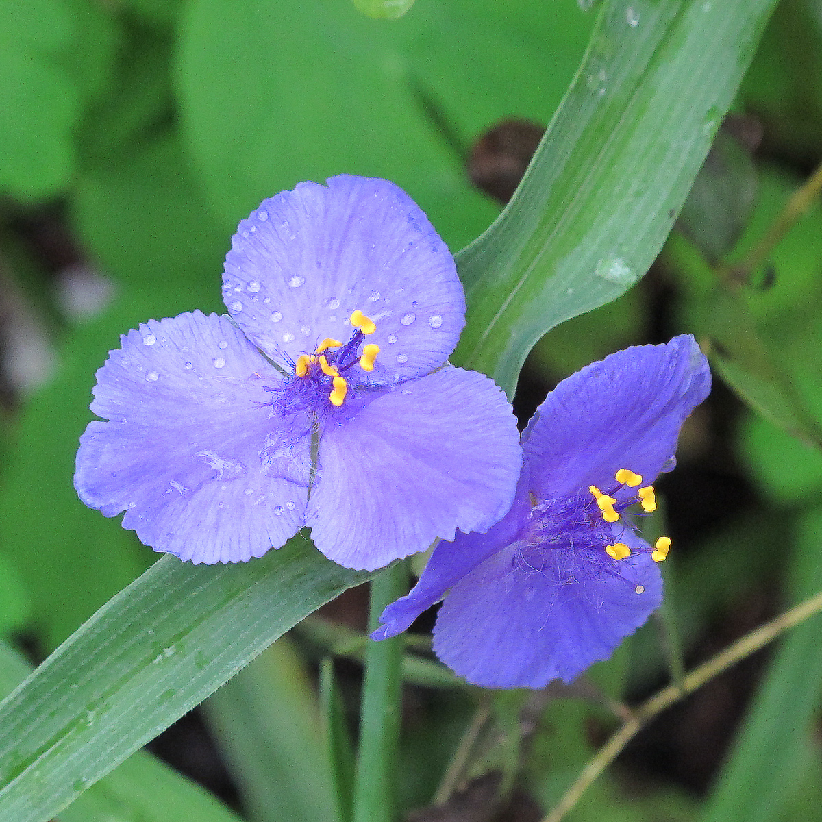 Purple spiderwort flowers