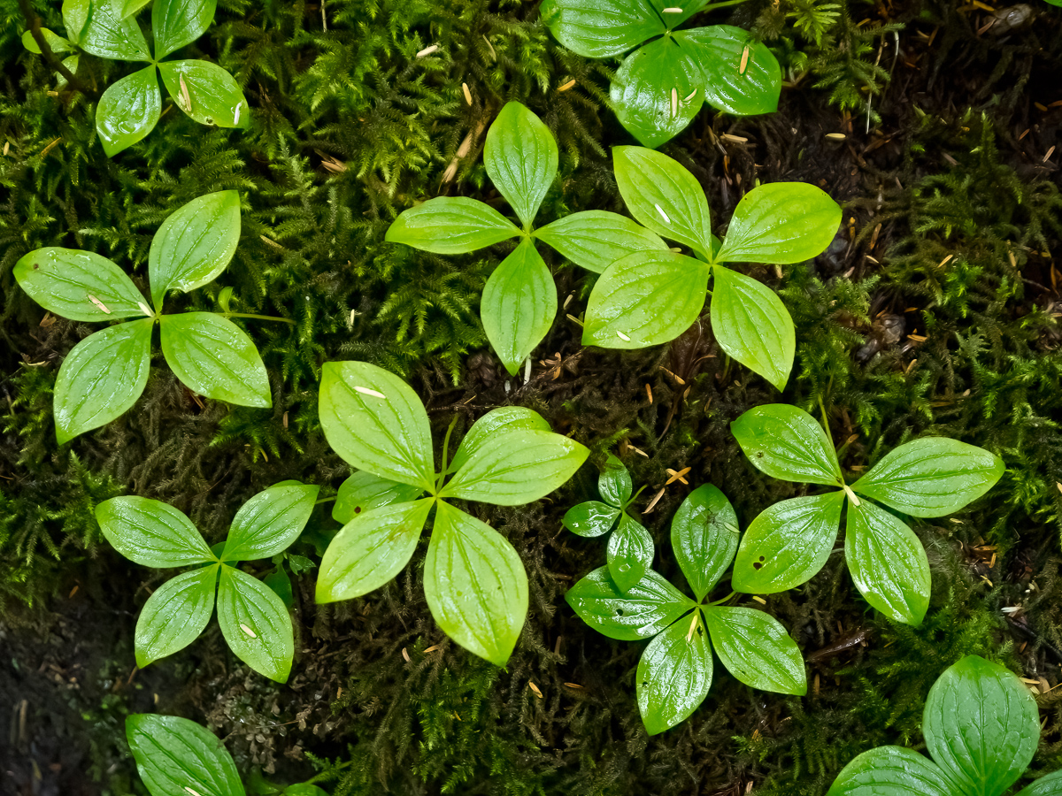 Forest floor, near Juneau, Alaska