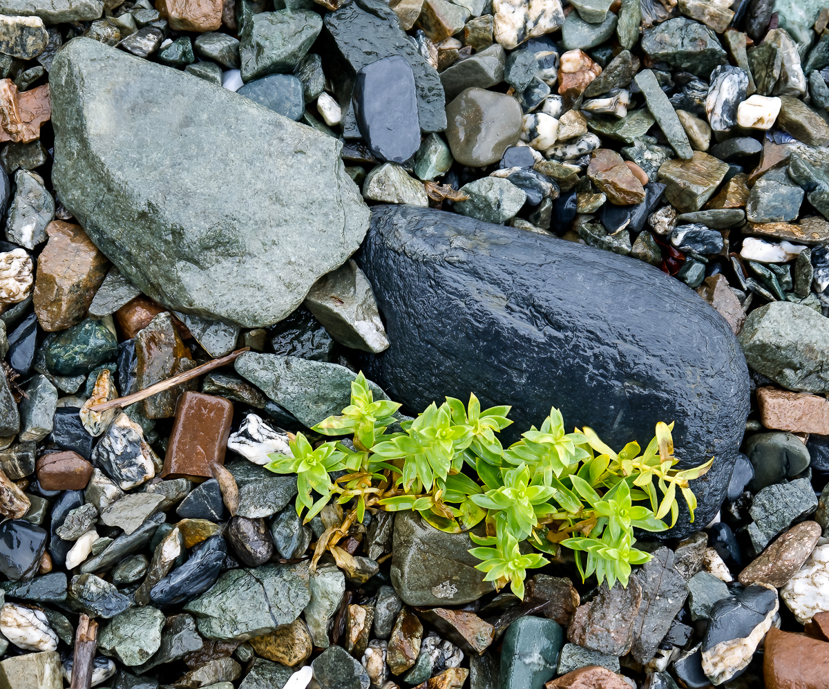 Rocky beach, near Juneau, Alaska