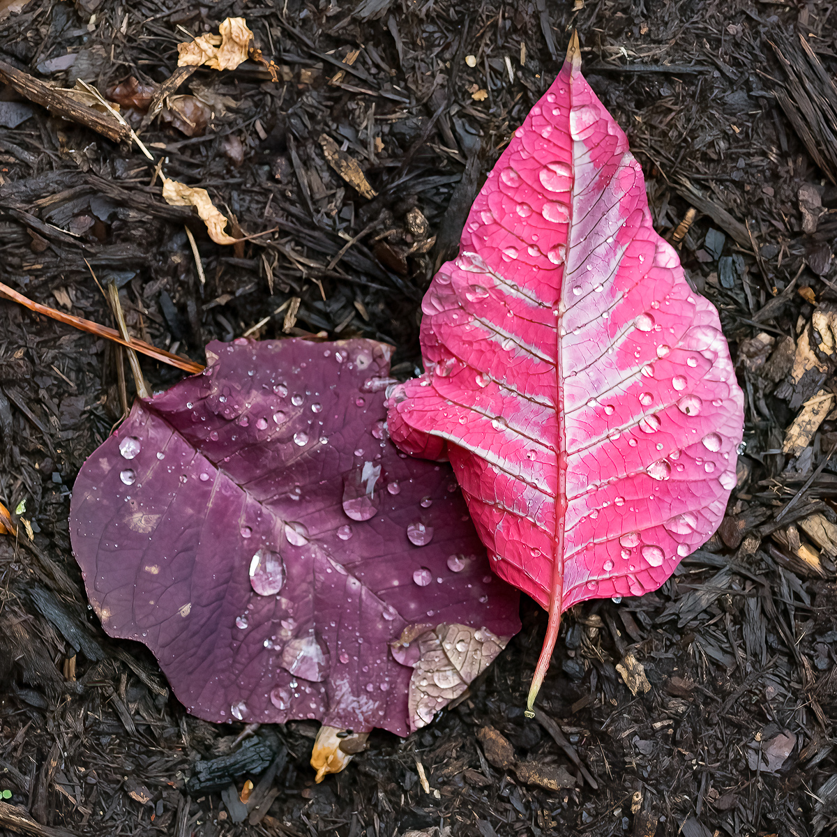 Fallen autumn leaves, Chapel Hill, North Carolina