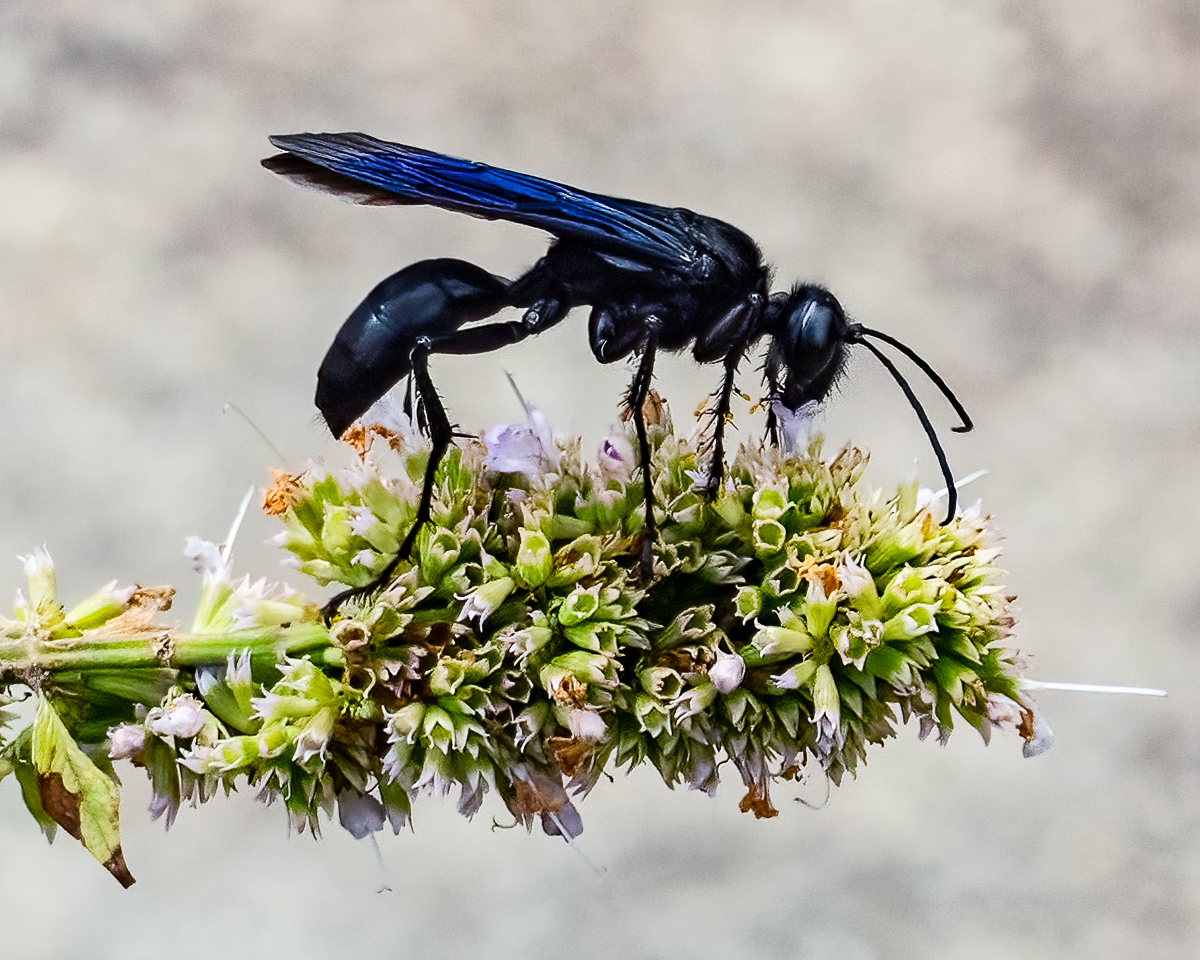 Great black wasp feeding on nectar