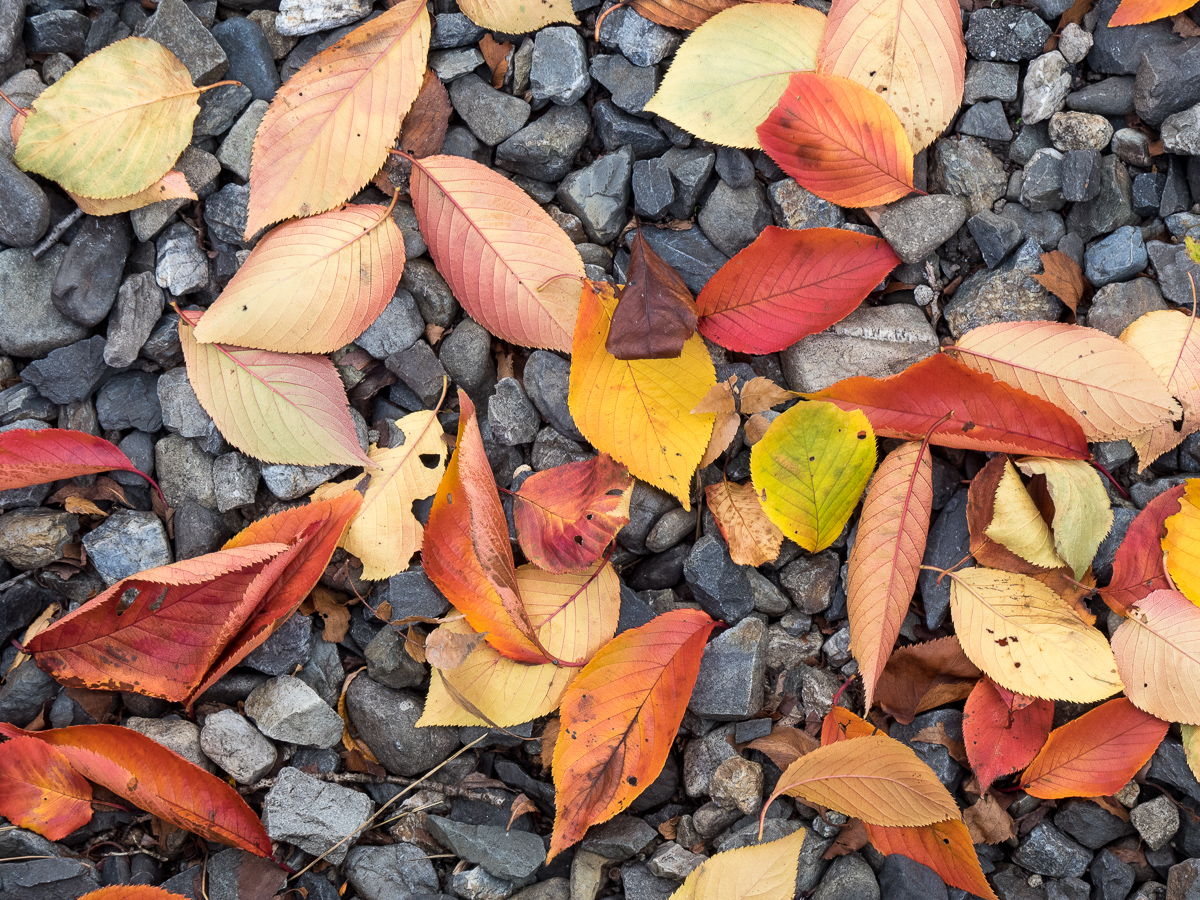 Fallen leaves, Kyoto, Japan