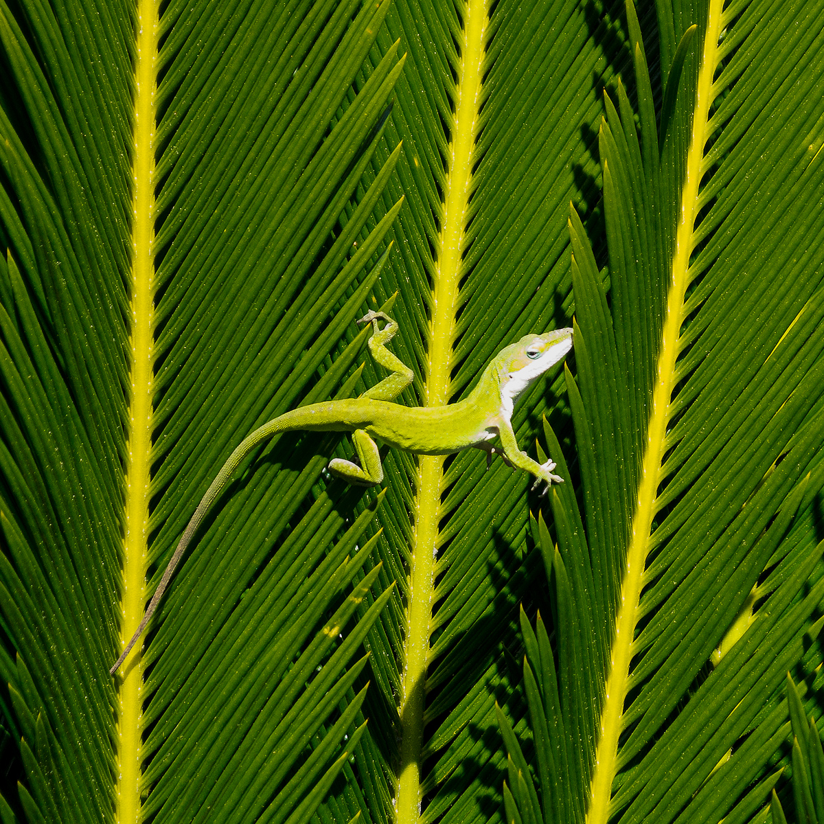 Green anole, North Carolina