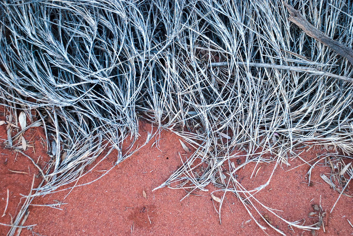 Dried beach grasses, North Carolina