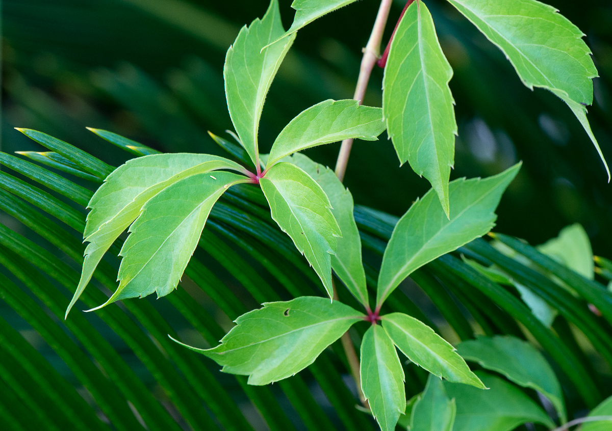 Leaves