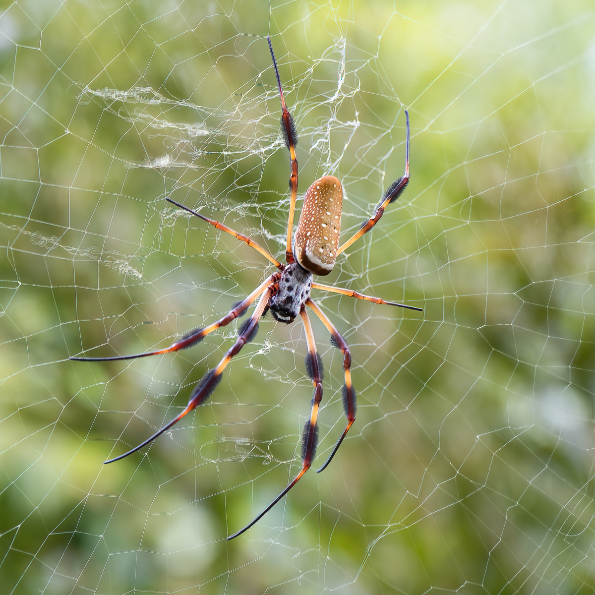 Golden Silk Orb Weaver