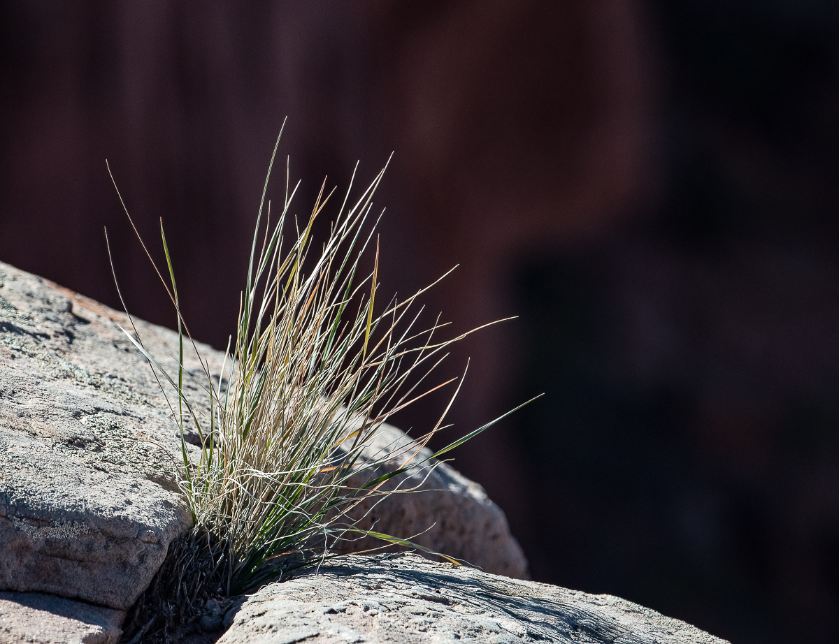 Grasses growing from crack in rock