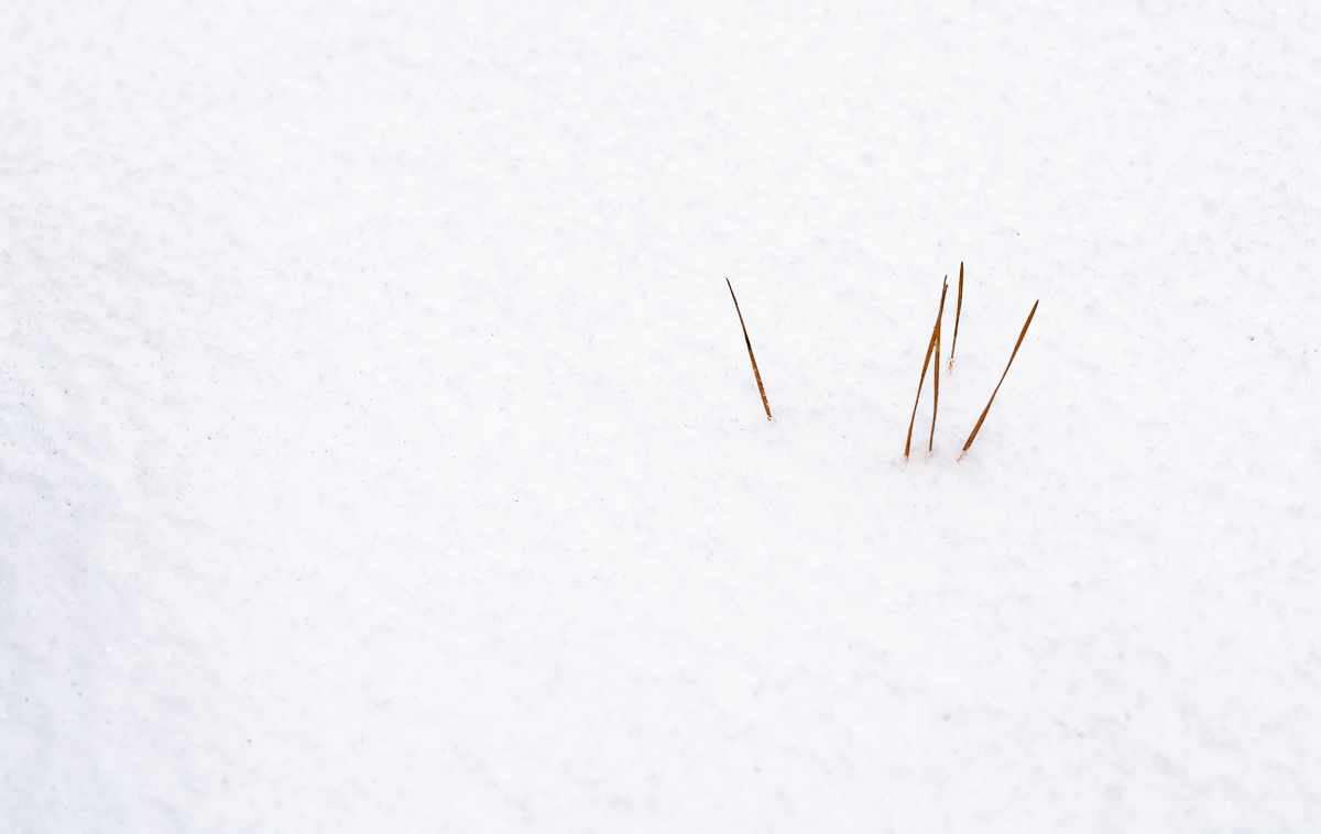 Dried grasses in snow