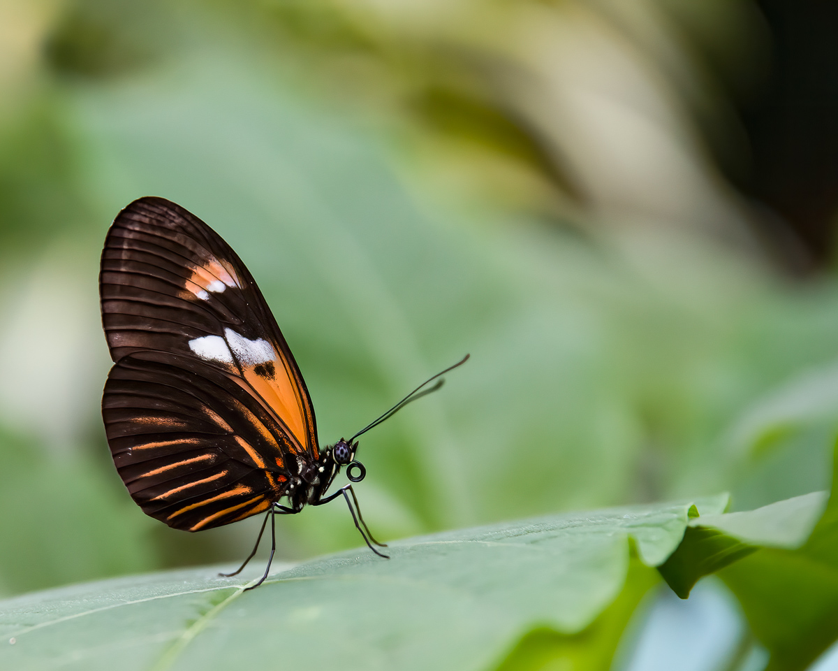 Postman butterfly