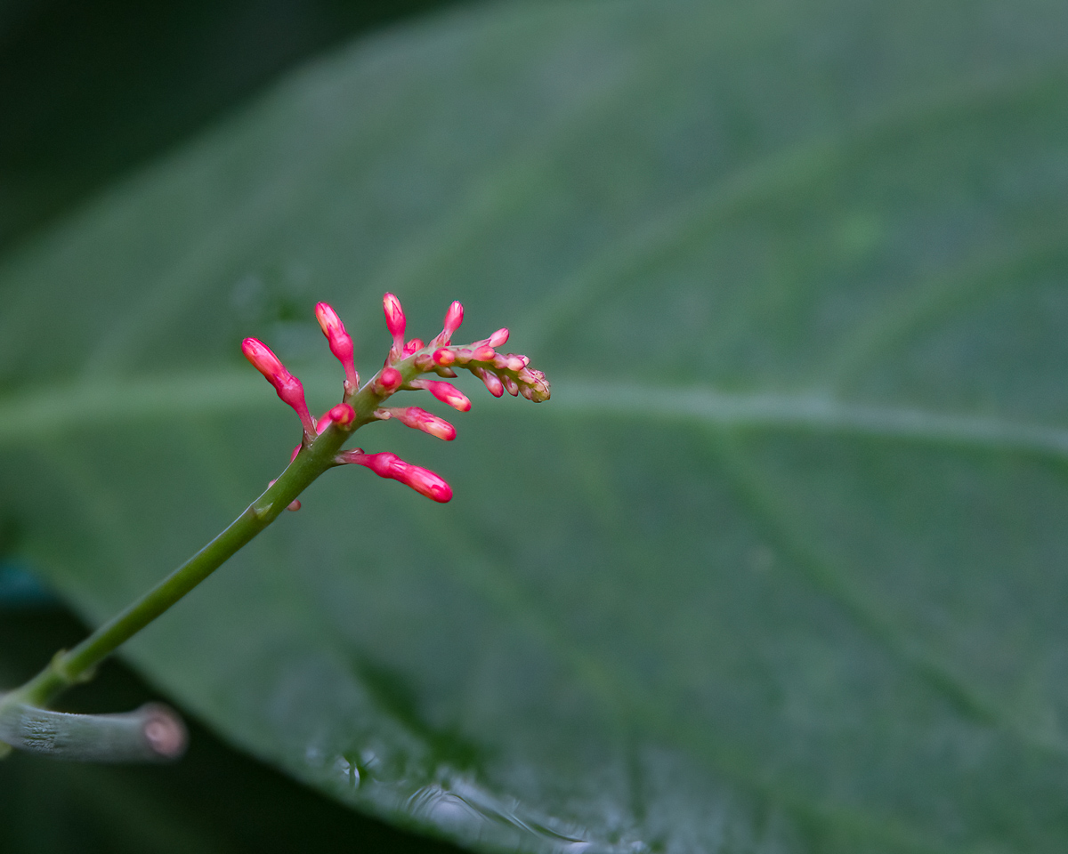 Red flower buds