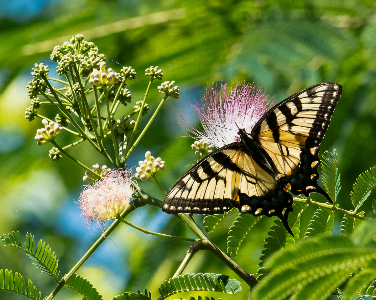 Eastern tiger swallowtail on Mimosa bloom, North Carolina