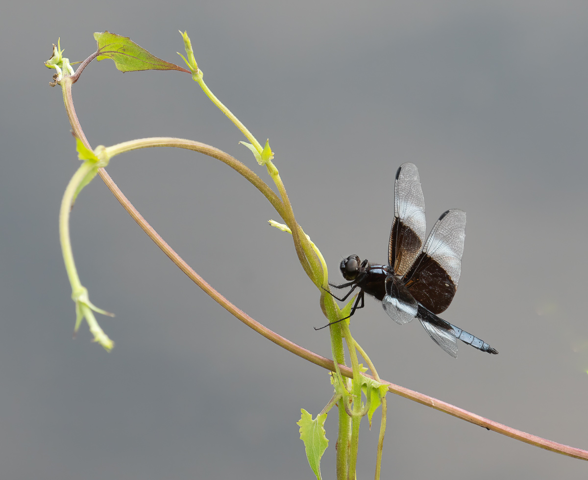 Widow skimmer dragonfly, North Carolina