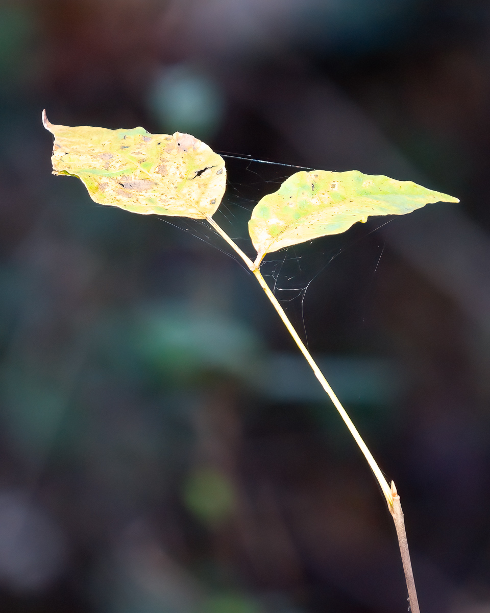 Autumn leaves with web